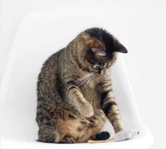 免费ddos在线攻击测试网站